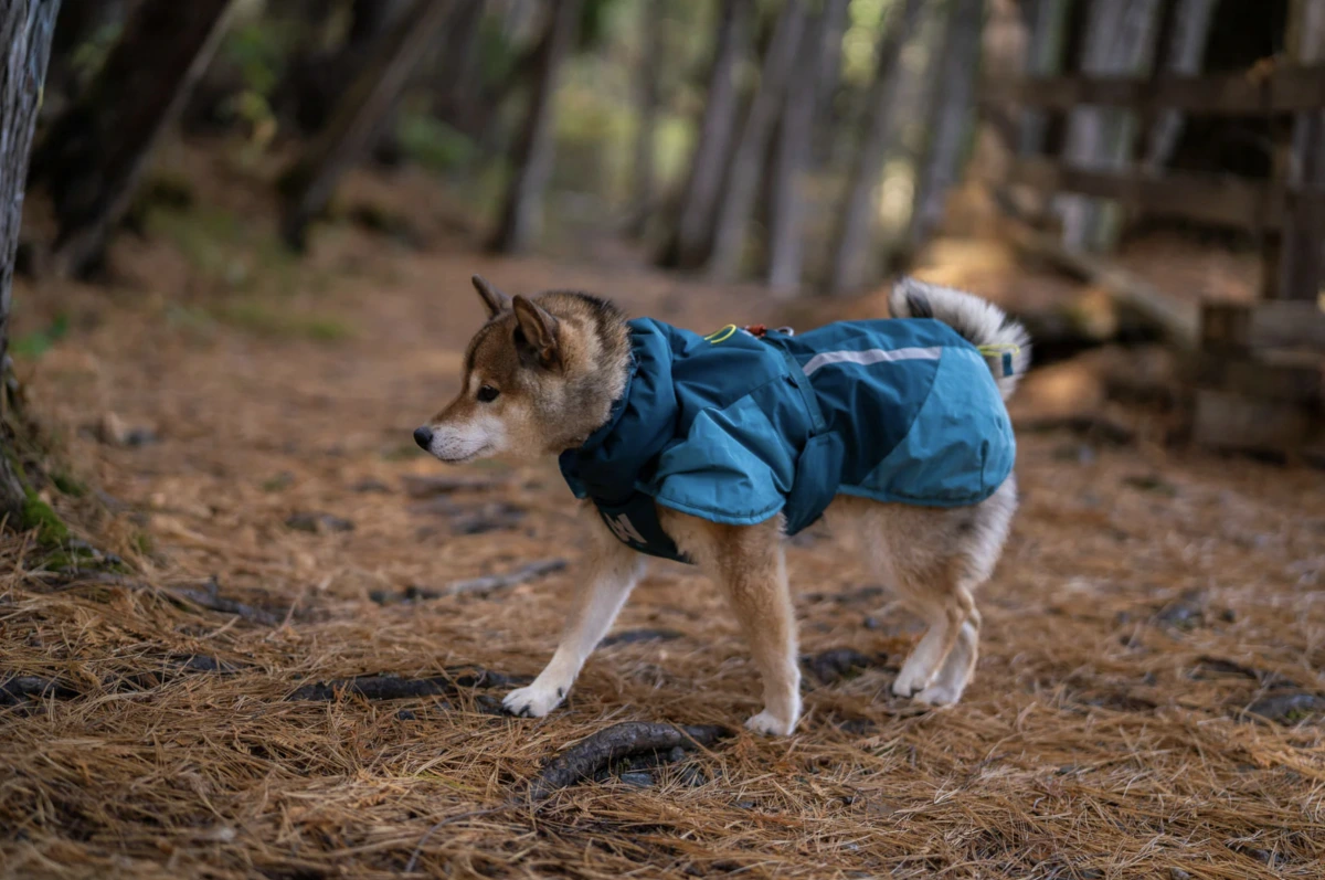 Тепла зимова куртка для собак Glacier jacket 3.0 Non-stop dogwear Бірюзовий 50