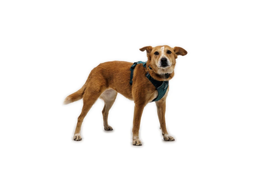 Шлея для собак Ruffwear Front Range® Flex Harness XXXS Темно-бірюзовий