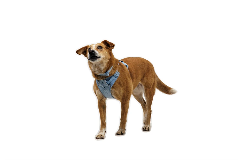 Шлея для собак Ruffwear Front Range® Flex Harness S Блакитний