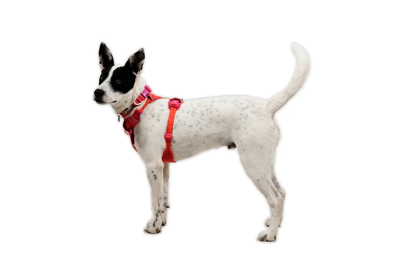 Шлея для собак Ruffwear Front Range® Flex Harness S Рожево-фіолетовий